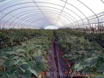 福建大棚膜 科技赋能现代农业，欧真农膜助力丰收